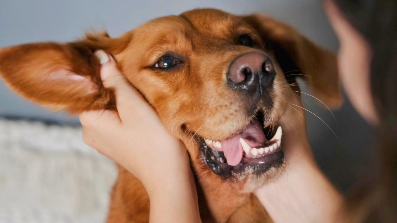 23 Dogs That Thrive on Love and Attention 3 23 Dogs That Thrive on Love and Attention - Golden Retriever dog ss2392860217