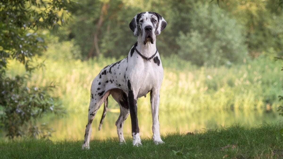 Dog Breeds: All Types from Small to Giant, Personalities & Characteristics 24 Dog Breeds: All Types from Small to Giant, Personalities & Characteristics - Great dane in beautiful landscapes ss1317980075