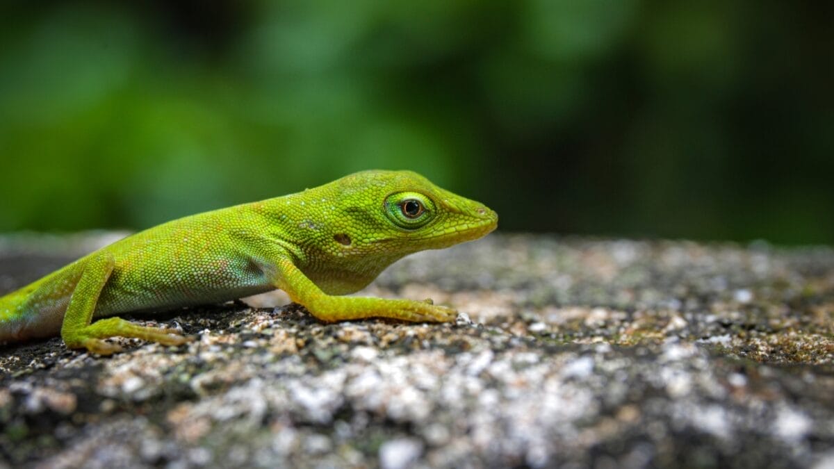 The 10 Longest-Living Animals That Make Great Pets 9 The 10 Longest-Living Animals That Make Great Pets - Green Anole dp484138454