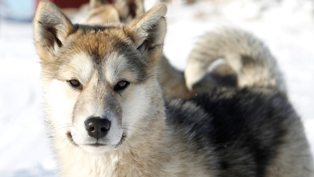 Barking Through Time: 8 Oldest Dog Breeds & Their Origins 4 Barking Through Time: 8 Oldest Dog Breeds & Their Origins - Greenlandic led dogs ss1783229600