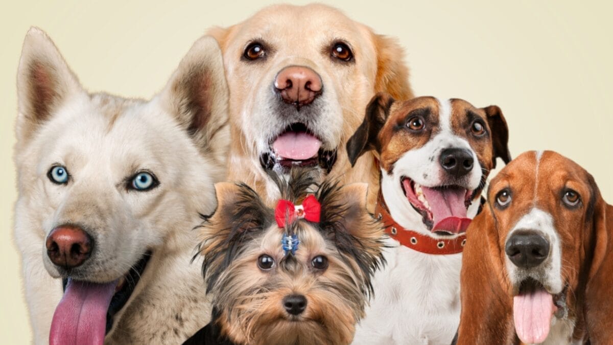 Dog Breeds: All Types from Small to Giant, Personalities & Characteristics 13 Dog Breeds: All Types from Small to Giant, Personalities & Characteristics - Group portrait of adorable puppies ss1513240916
