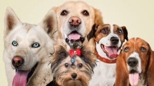 AKC's Top Dog: Labrador Retriever Reigns, But These 8 Medium Breeds Are Pawsome Too 1 AKC's Top Dog: Labrador Retriever Reigns, But These 8 Medium Breeds Are Pawsome Too - Group portrait of adorable puppies ss1513240916