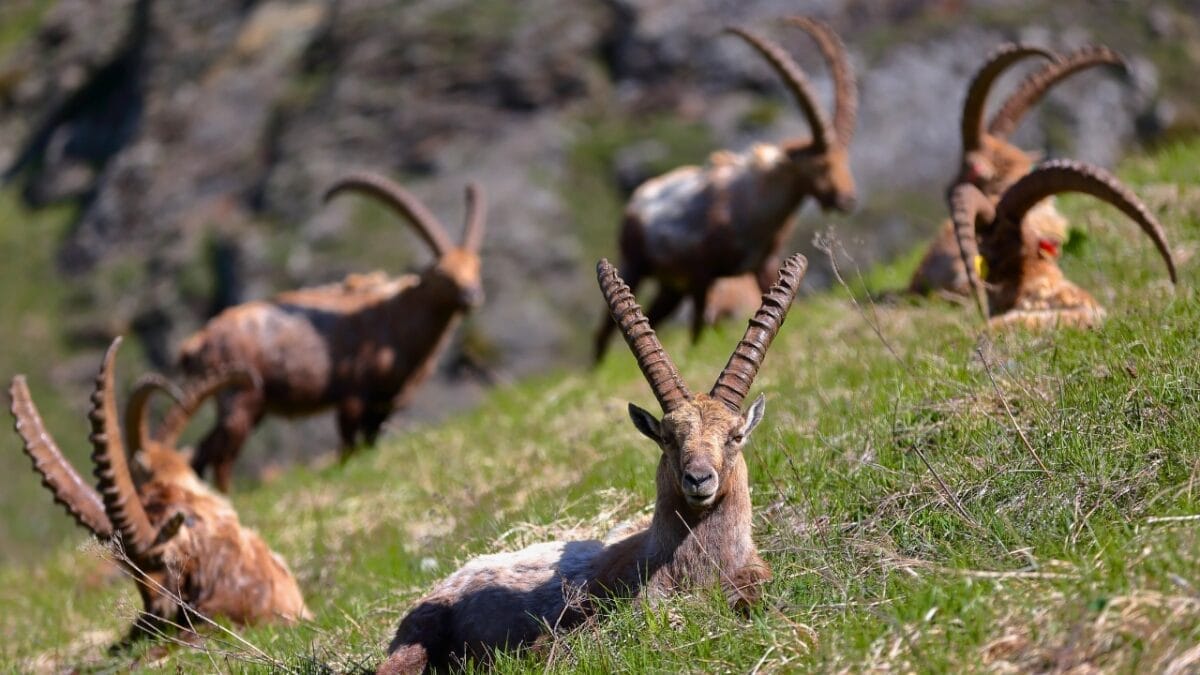 15 Mammals Thriving Where Few Can Survive 10 15 Mammals Thriving Where Few Can Survive - Herd of Alpine Ibex ss2320178481