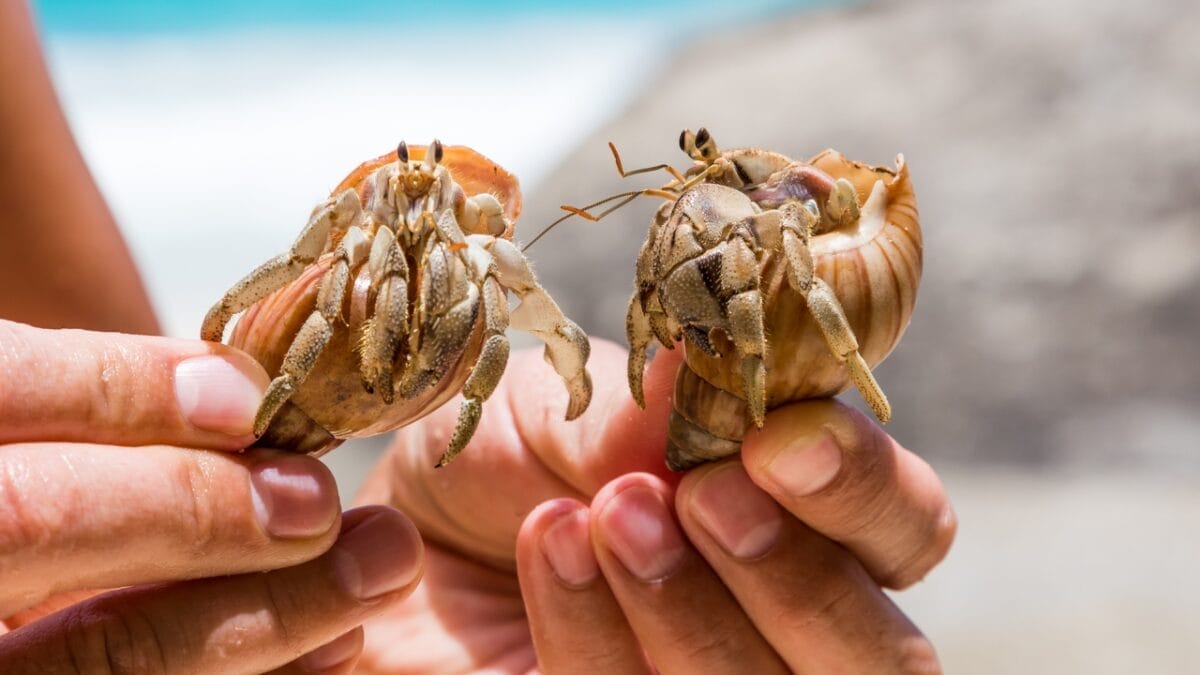 30 Unique Non-Fish Pets to Bring Life to Your Home Aquarium 15 30 Unique Non-Fish Pets to Bring Life to Your Home Aquarium - Hermit Crab dp123523098