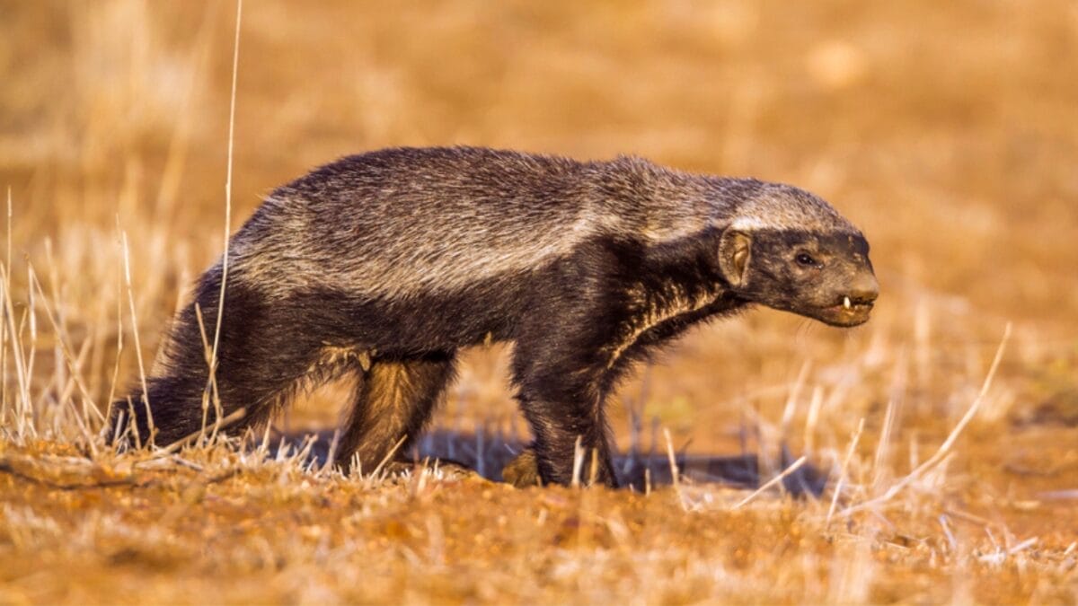 15 Animals You Can’t Relocate from Your Property—Even If You Want To 7 15 Animals You Can’t Relocate from Your Property—Even If You Want To - Honey Badger dp154484878