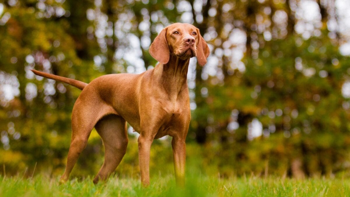 8 Fastest Dog Breeds & Their Speeds - Hungarian vizsla ss575434099
