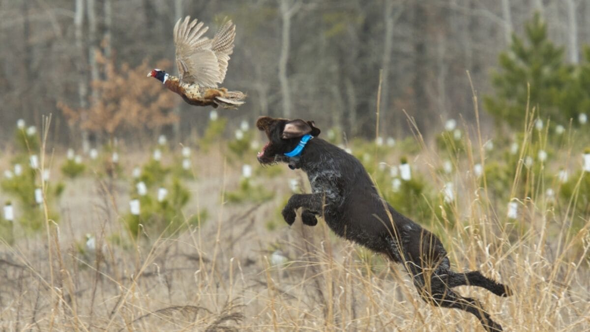 A Hunter's Best Friend: 10 Dog Breeds Built For The Hunt 2 A Hunter's Best Friend: 10 Dog Breeds Built For The Hunt - Hunting dog on point ss137119361