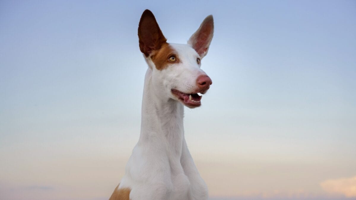 Guardians of the Pharaohs: 6 Dogs of Ancient Egypt - Ibizan Hound ss1789389053