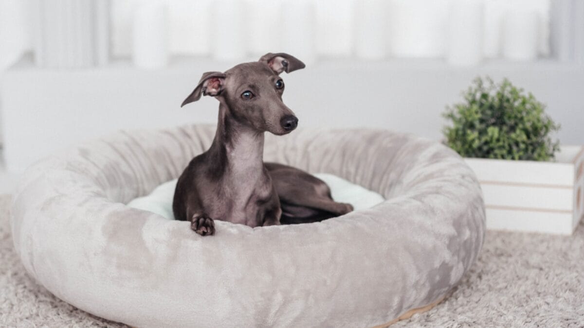 18 Breeds That Love to Take Over Your Bed Every Night - Italian greyhound sitting ss1126315250