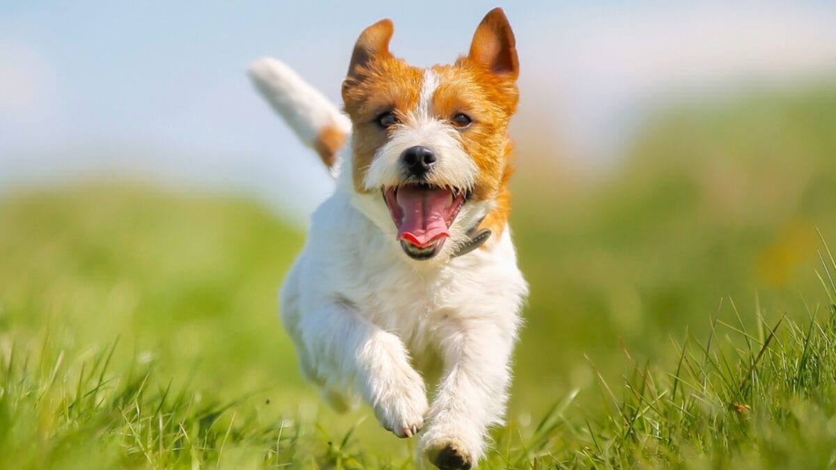 7 Terrier-ific Dogs: These Fascinating Terrier Breeds Have Won Our Hearts - Jack Russel Terrier dog outdoors ss265071971