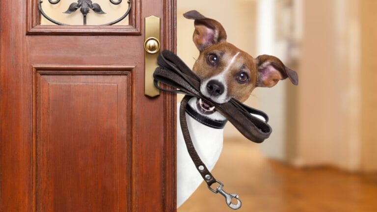 15 Best Dogs for Small Apartments or Small Spaces 6 15 Best Dogs for Small Apartments or Small Spaces - Jack russell dog waiting ss556414654