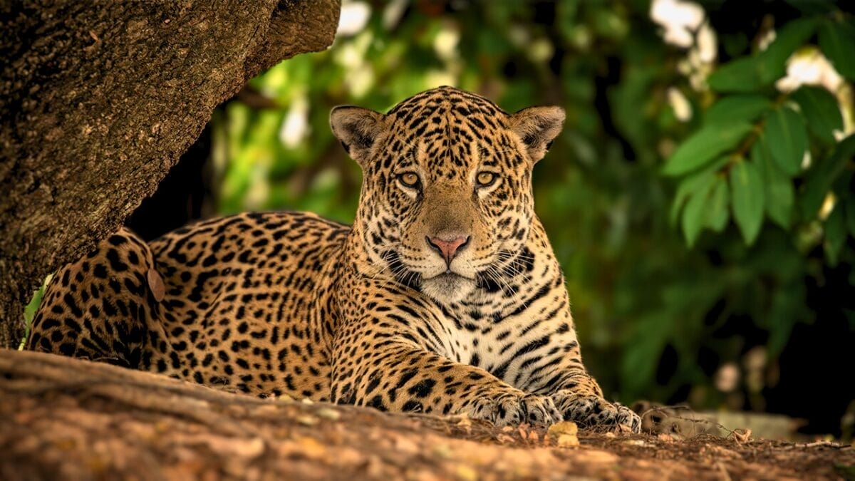 15 Wild Cats That Have Perfected the Art of the Hunt - Jaguar ss2364010015
