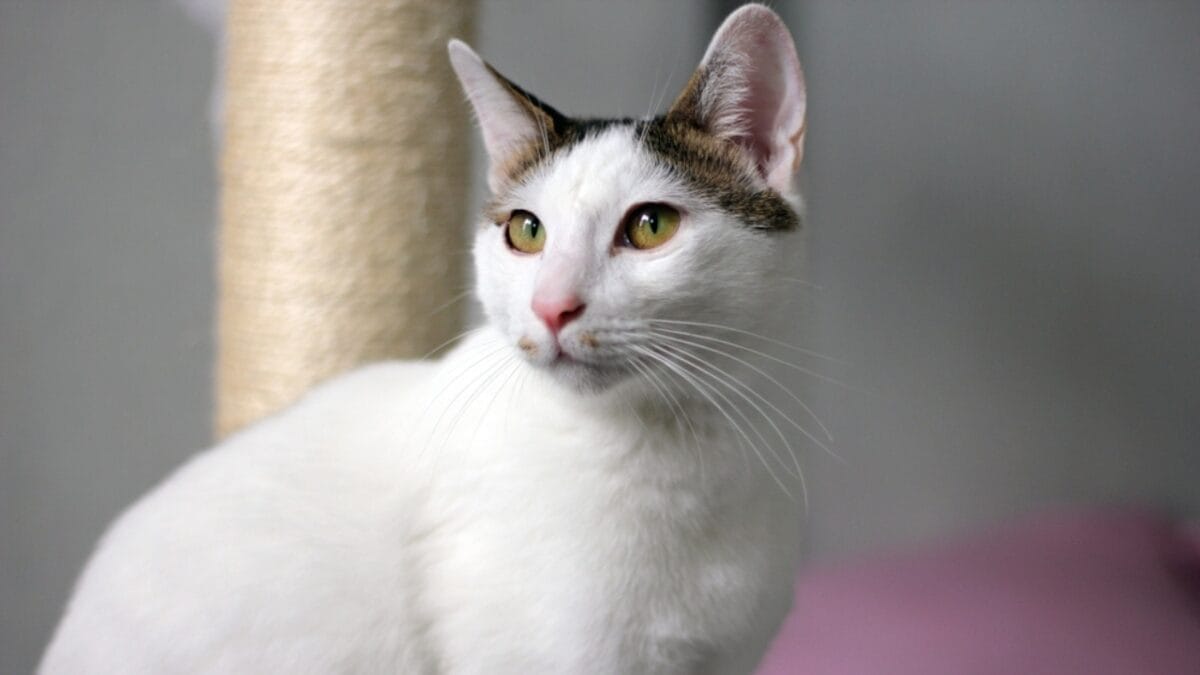 12 Black-Colored Cats Breaking Superstitions 8 12 Black-Colored Cats Breaking Superstitions - Japanese bobtail ss2324938693