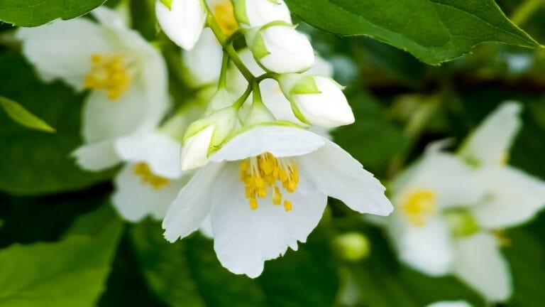 Turn Your Fence into a Fragrant Wall of Green with This Plant 4 Turn Your Fence into a Fragrant Wall of Green with This Plant - Jasmine Flower dp661352242