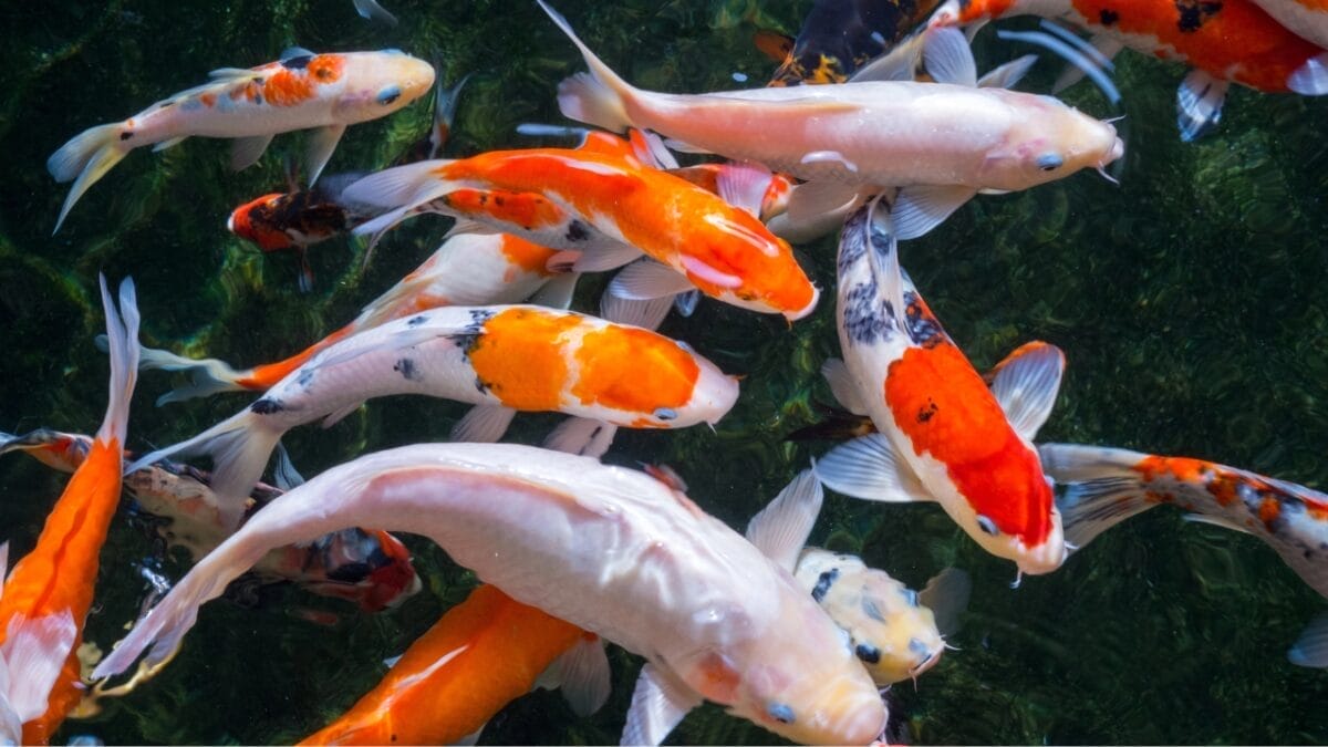 The 10 Longest-Living Animals That Make Great Pets - KOI FISH dp323314202