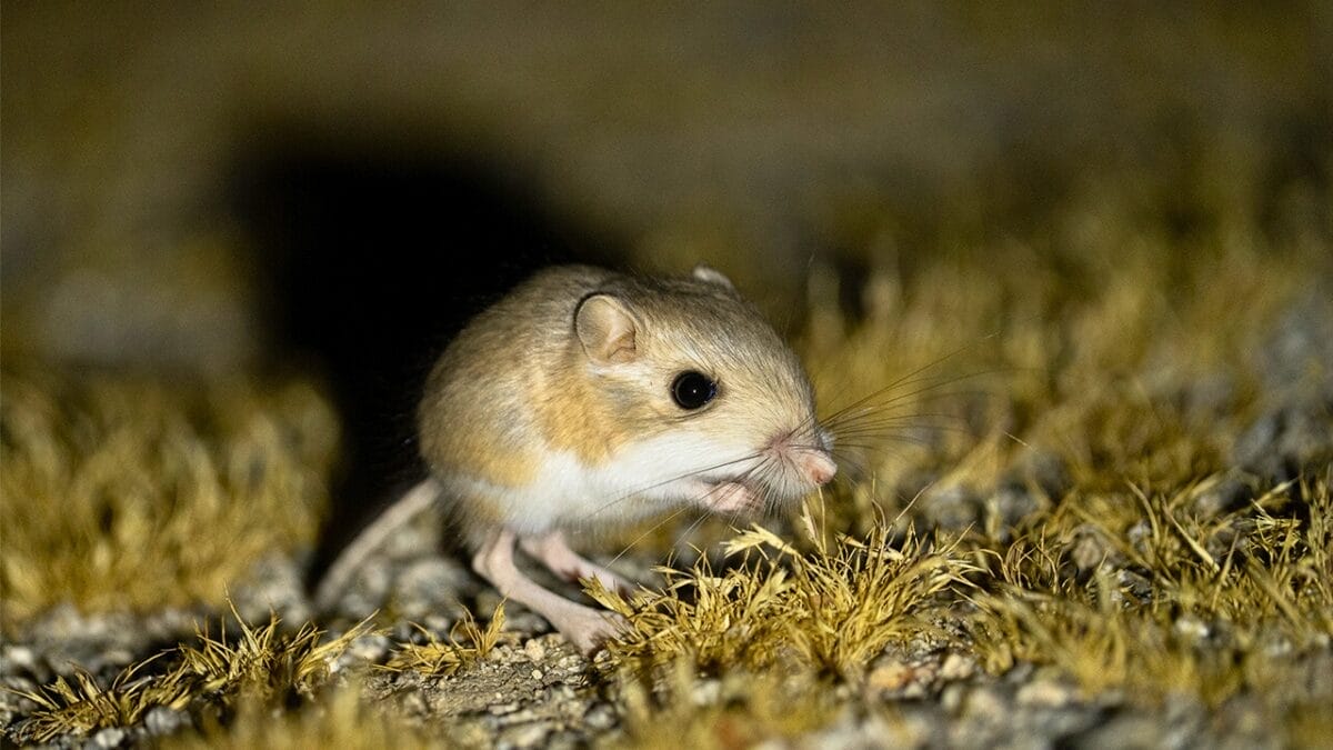 11 Remarkable Animals That Have Mastered Adaptation for Survival - Kangaroo Rat ss2375284681