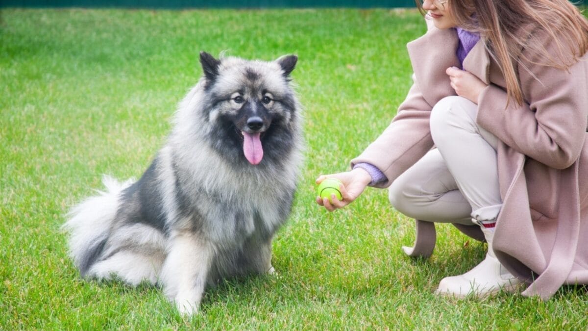 10 Facts About Keeshond Dogs, the Cheerful ‘Smiling Dutchman’ 11 10 Facts About Keeshond Dogs, the Cheerful ‘Smiling Dutchman’ - Keeshond ss2225295801