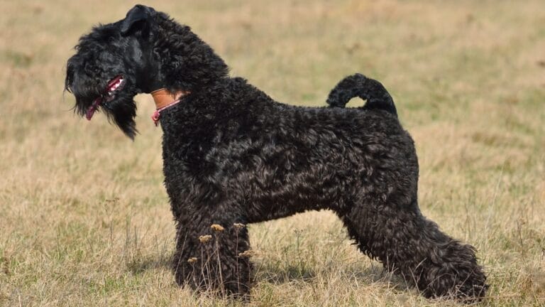 10 Facts About the Unique Kerry Blue Terrier Dog Breed, Once Loved by Irish Farmers - Kerry Blue Terrier dog ss699590452