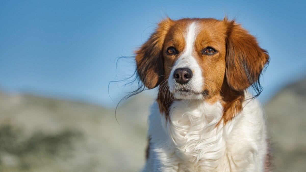 15 Overlooked Dog Breeds That are Smarter Than They Seem 9 15 Overlooked Dog Breeds That are Smarter Than They Seem - Kooikerhondje ss2282410217