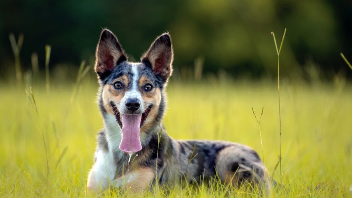Australia's $20B Dog Obsession: Celebrating 10 Australian Dog Breeds - Koolie dog ss1789520975