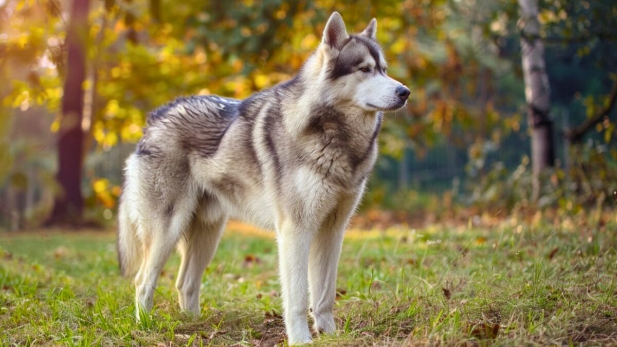 13 Wolf Dog Breeds Known for Their Wild Beauty 13 13 Wolf Dog Breeds Known for Their Wild Beauty - Kugsha dog breed