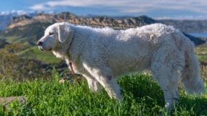 10 Facts About Kuvasz Dogs: The Loyal Guardians of Royalty 1 10 Facts About Kuvasz Dogs: The Loyal Guardians of Royalty - Kuvasz dog ss1887140947
