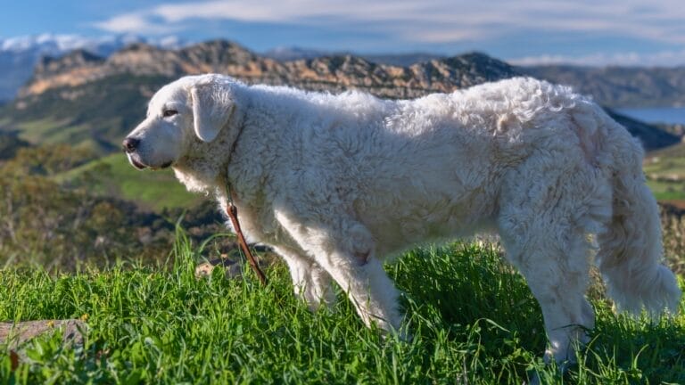 10 Facts About Kuvasz Dogs: The Loyal Guardians of Royalty - Kuvasz dog ss1887140947