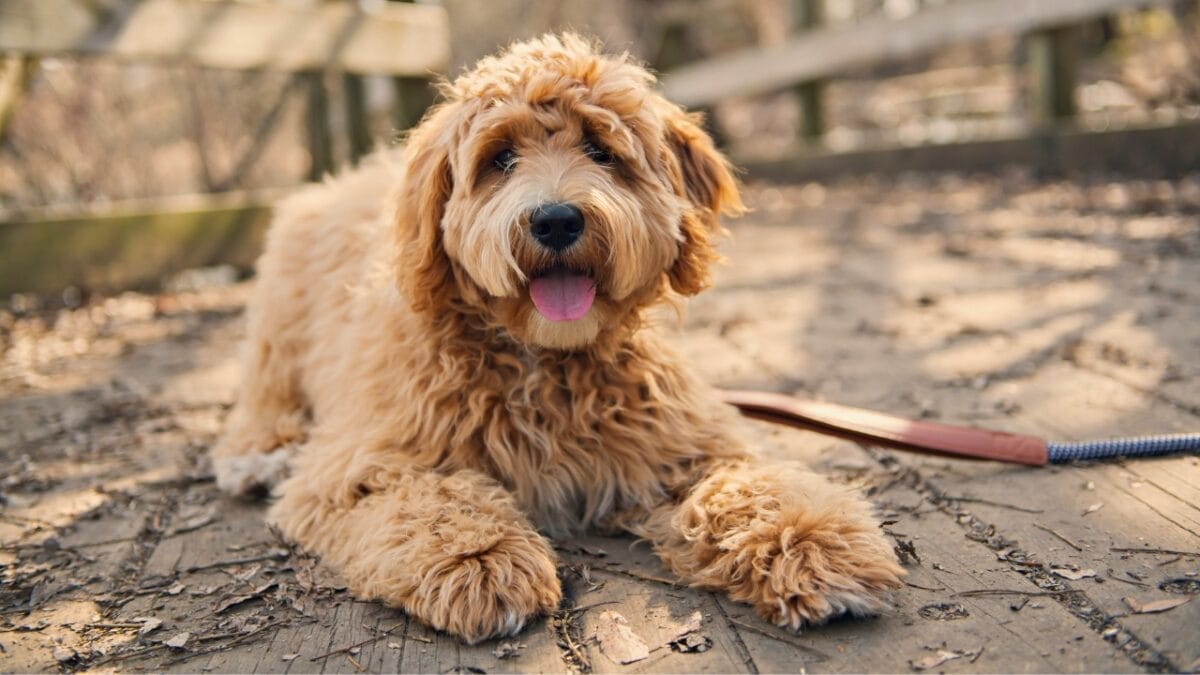 15 Doodle Dog Breeds Taking the Pet World by Storm - Labradoodle dog dp422460178