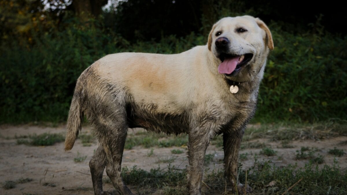 12 Dog Breeds That Might Turn Your Yard into a Dig Site 7 12 Dog Breeds That Might Turn Your Yard into a Dig Site - Labrador dirty ss1466695793