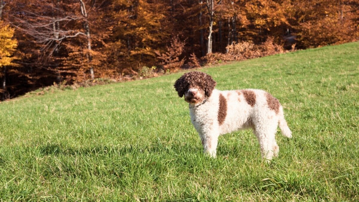 25 Dog Breeds for Those Who Love the Weird & Wonderful - Lagotto Romagnolo ss265907324