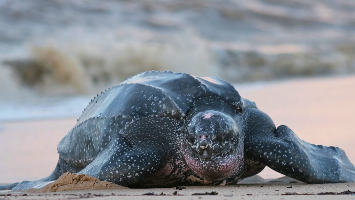 14 of the Toughest Animals on Earth: The Ultimate Survivors 12 14 of the Toughest Animals on Earth: The Ultimate Survivors - Leatherback Sea Turtle ss7127584