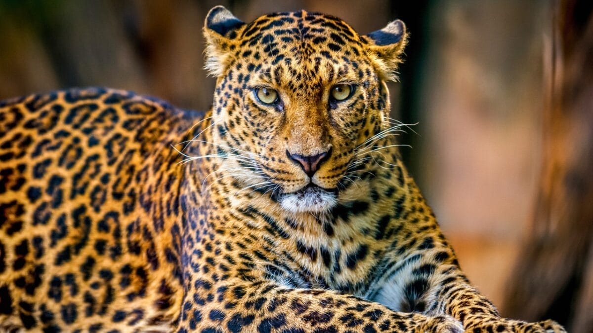 6 Predators That Can Hunt Wolves - Leopard ss635825570