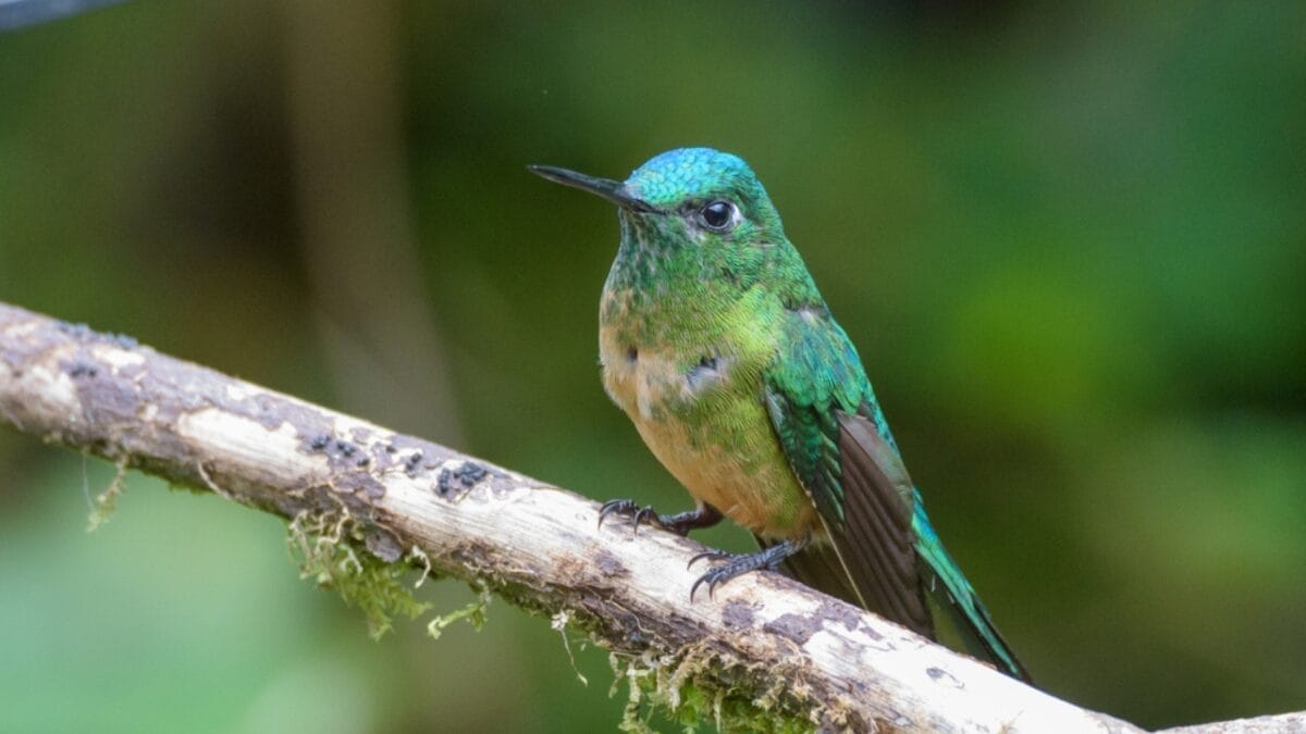 17 Strange & Beautiful Hummingbird Species 9 17 Strange & Beautiful Hummingbird Species - Long tailed Sylph ss1767044951
