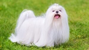 10 Brilliant White Dog Breeds With a Genetic Secret 1 10 Brilliant White Dog Breeds With a Genetic Secret - Maltese dog in the green park ss1081649411