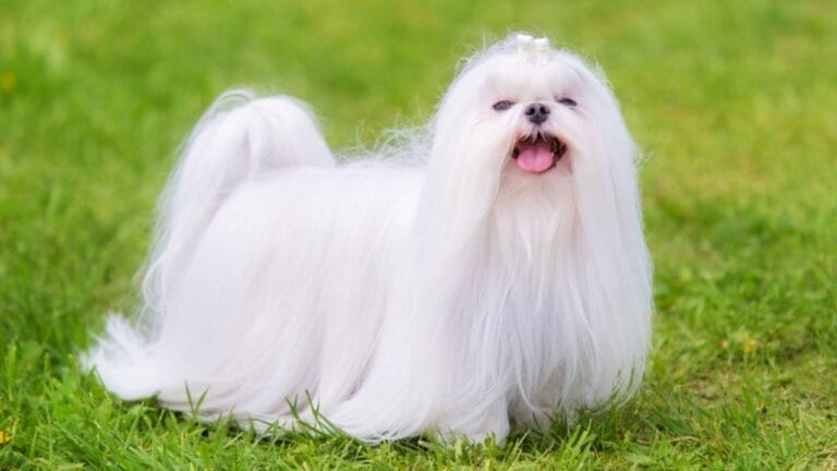 10 Brilliant White Dog Breeds With a Genetic Secret 4 10 Brilliant White Dog Breeds With a Genetic Secret - Maltese dog in the green park ss1081649411