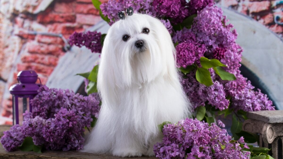 10 of the World’s Smallest Dog Breeds 10 10 of the World’s Smallest Dog Breeds - Maltese lap dog ss1075951799