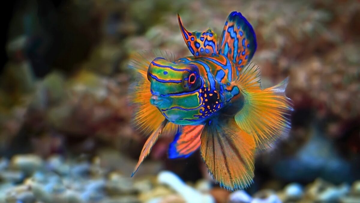 15 of the World's Prettiest Fish Species - Mandarinfish ss2400708467