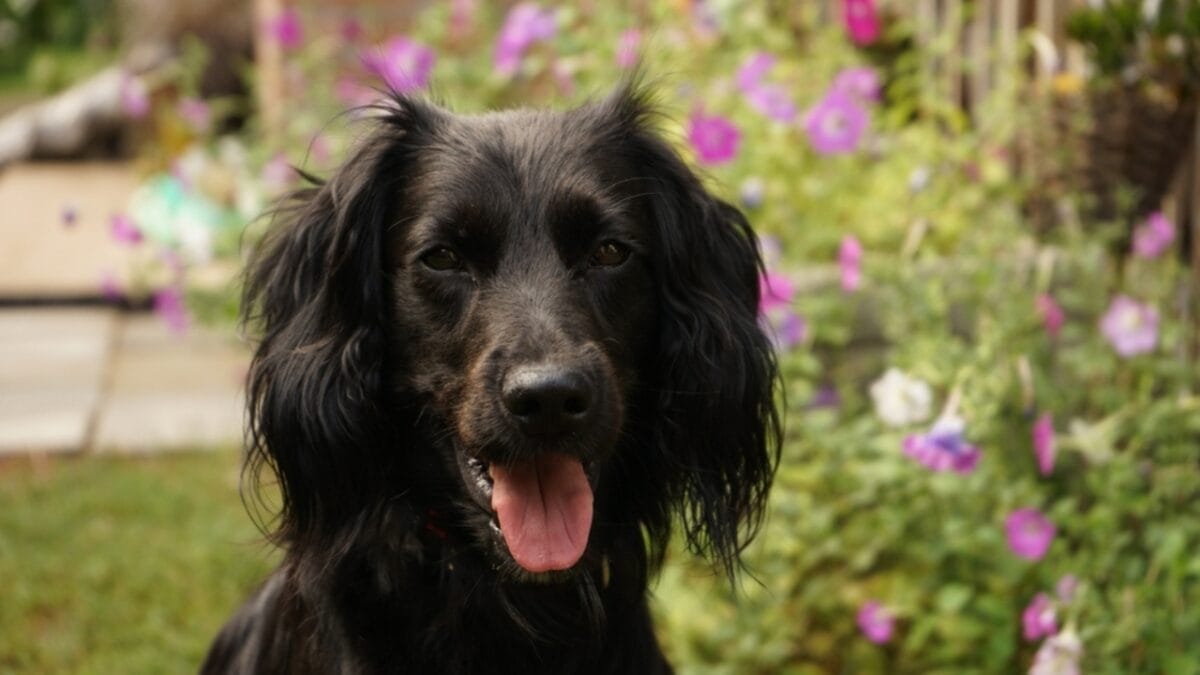 A Small Country's Big Impact on the Dog World - 10 Lovable Dutch Dog Breeds 11 A Small Country's Big Impact on the Dog World - 10 Lovable Dutch Dog Breeds - Markiesje ss2211903601