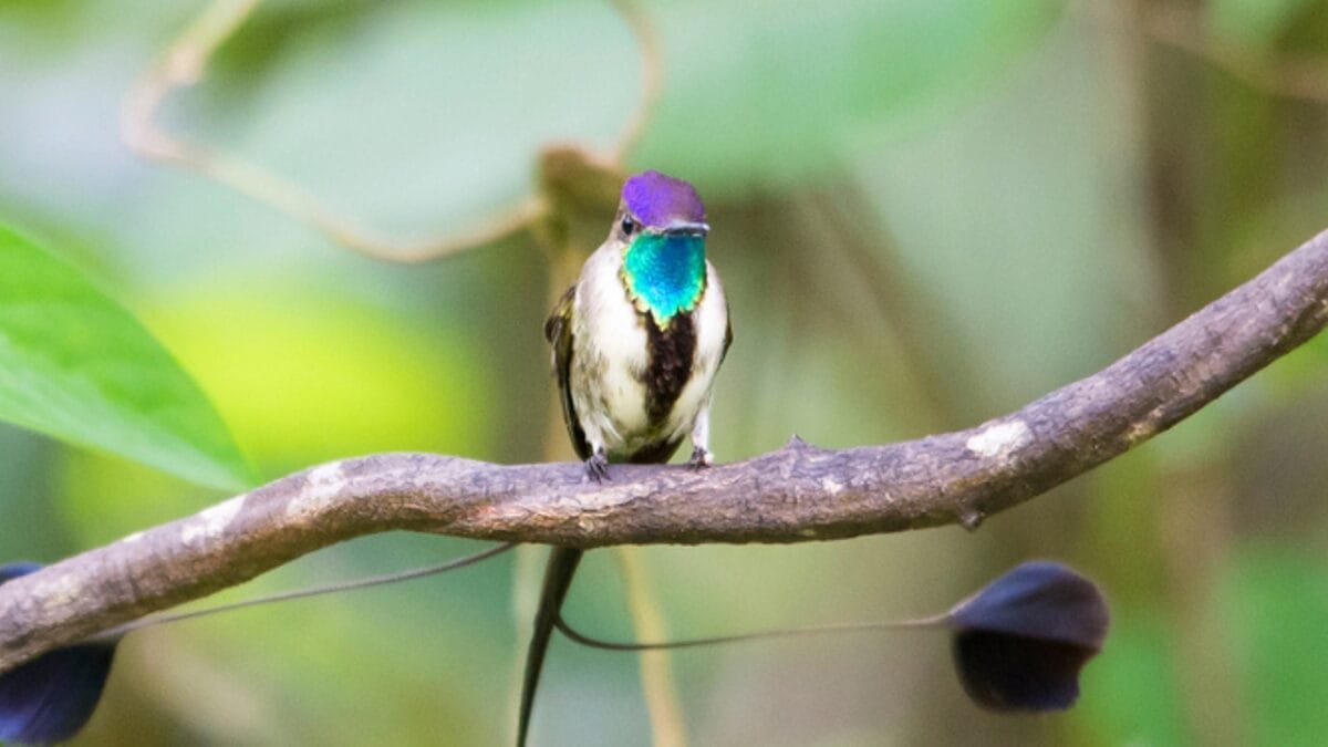 17 Strange & Beautiful Hummingbird Species 3 17 Strange & Beautiful Hummingbird Species - Marvellous spatuletail ss1028643988