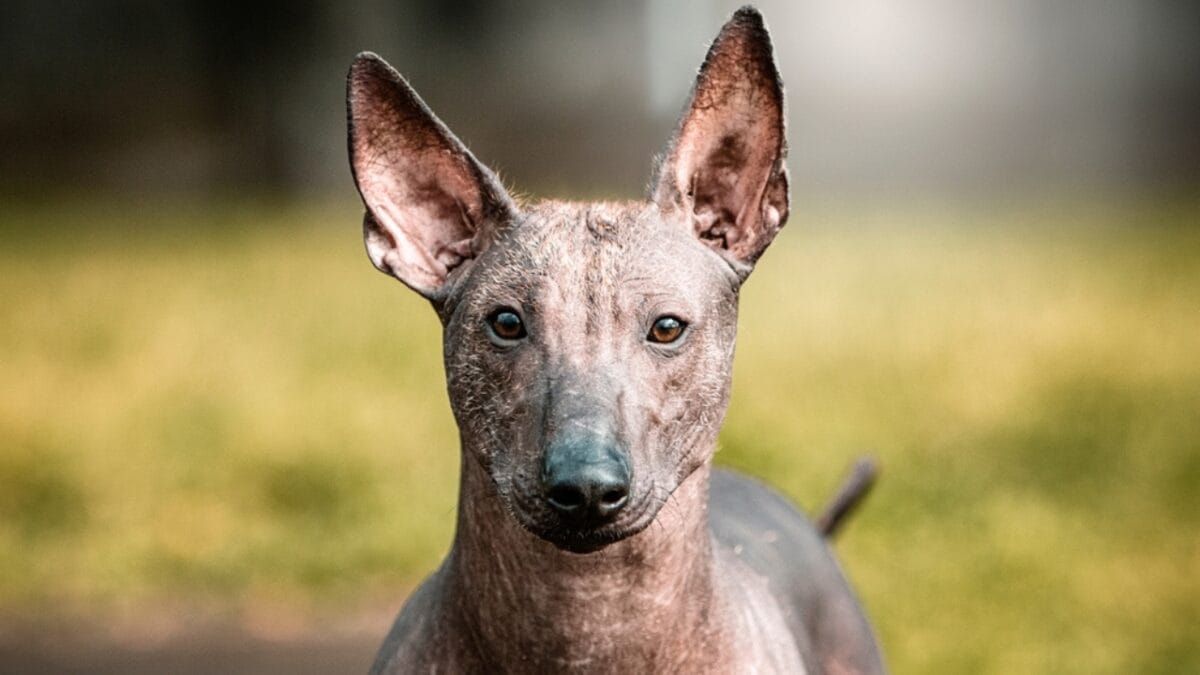 8 Wonderfully Weird Dog Breeds You've Probably Never Heard Of 3 8 Wonderfully Weird Dog Breeds You've Probably Never Heard Of - Mexican hairless dog ss2204702713