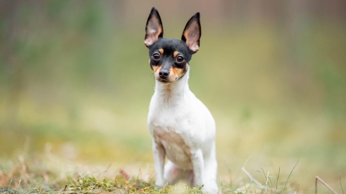 Australia's $20B Dog Obsession: Celebrating 10 Australian Dog Breeds - Miniature Fox Terrier ss2443589271