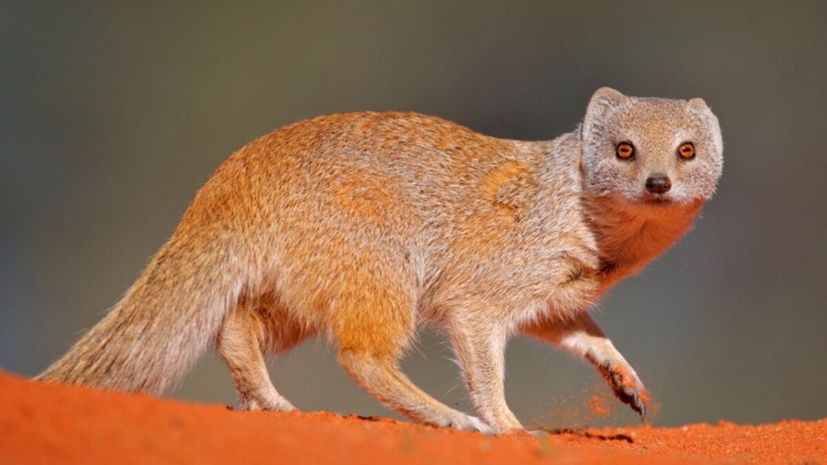 Don't Be Fooled: These 13 Animals May Look Like Ferrets, but They're Not 14 Don't Be Fooled: These 13 Animals May Look Like Ferrets, but They're Not - Mongoose dp286060268