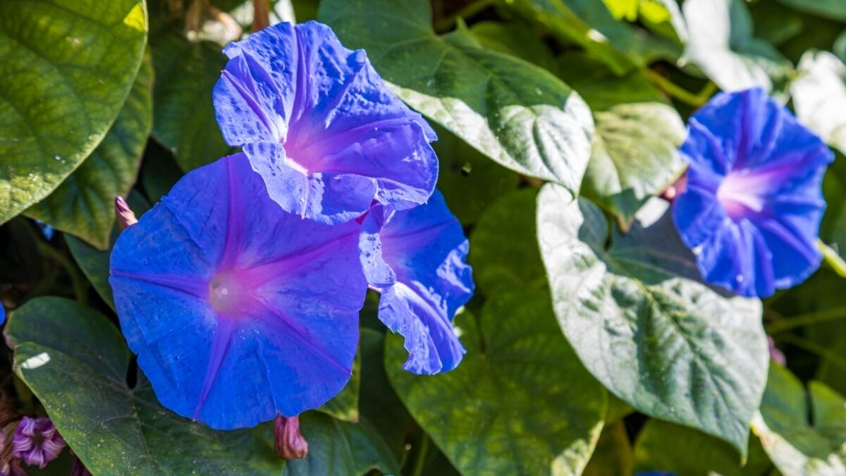 15 Fast-Growing Climbers That’ll Make Your Garden Come Alive 2 15 Fast-Growing Climbers That’ll Make Your Garden Come Alive - Morning Glory dp428055014