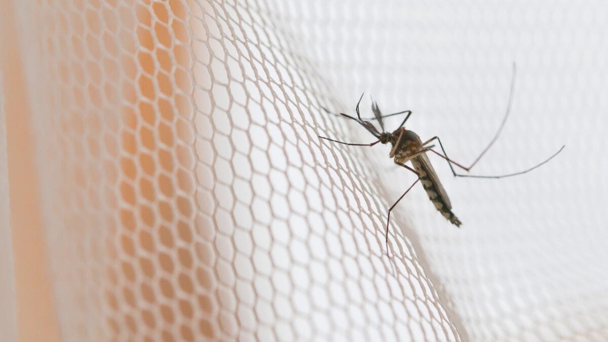 10 States Overrun by Mosquitoes: Where They're Worst - Mosquito on white mosquito wire mesh ss1262336038