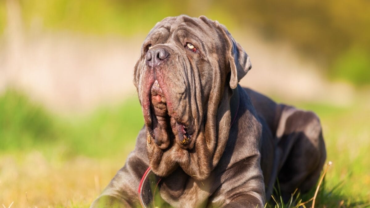 Dog Breeds: All Types from Small to Giant, Personalities & Characteristics 94 Dog Breeds: All Types from Small to Giant, Personalities & Characteristics - Neapolitan Mastiff ss631742408