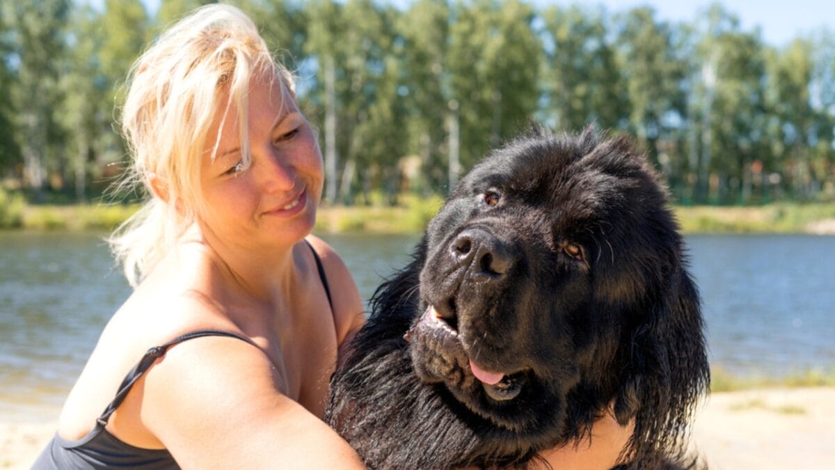These 17 Dog Breeds are Perfect for Snuggling & Emotional Support - Newfoundland smiling ss1768003517