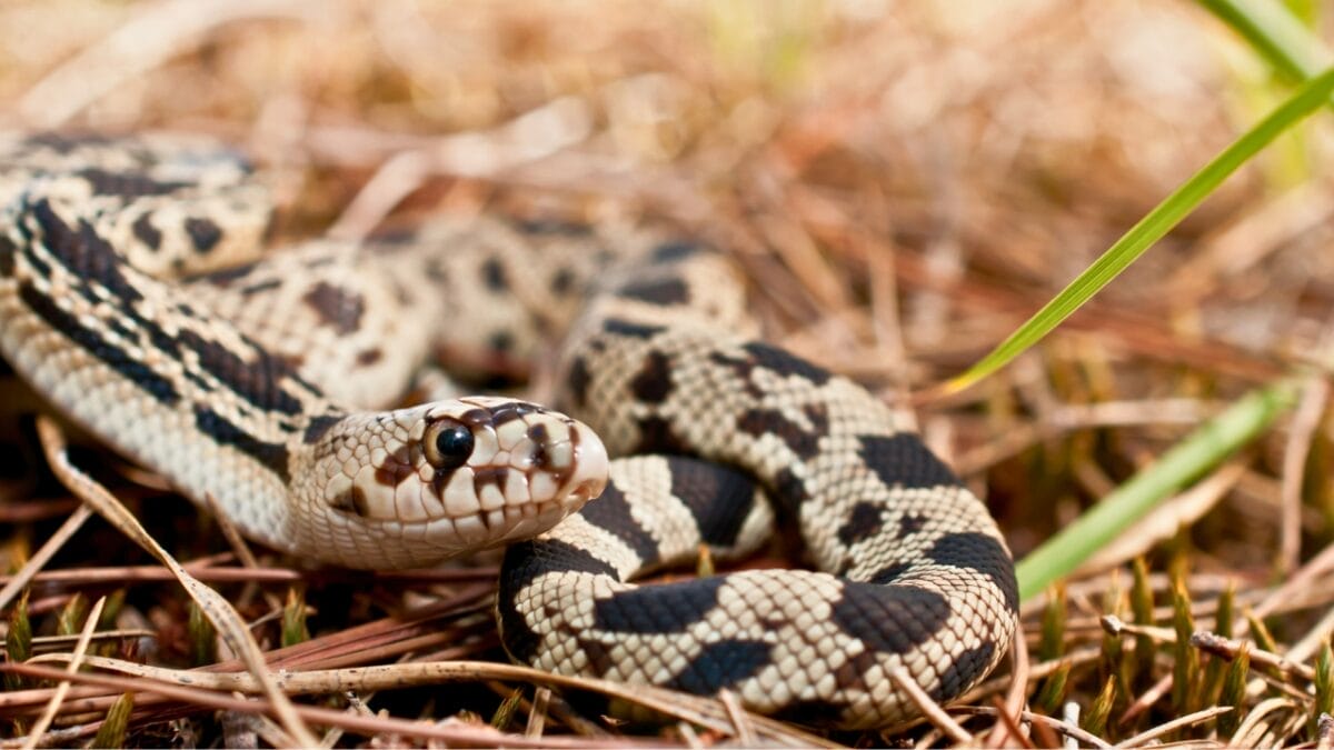 9 Slithering Snakes Found Only on the East Coast 3 9 Slithering Snakes Found Only on the East Coast - Northern Pine Snake ss155430338