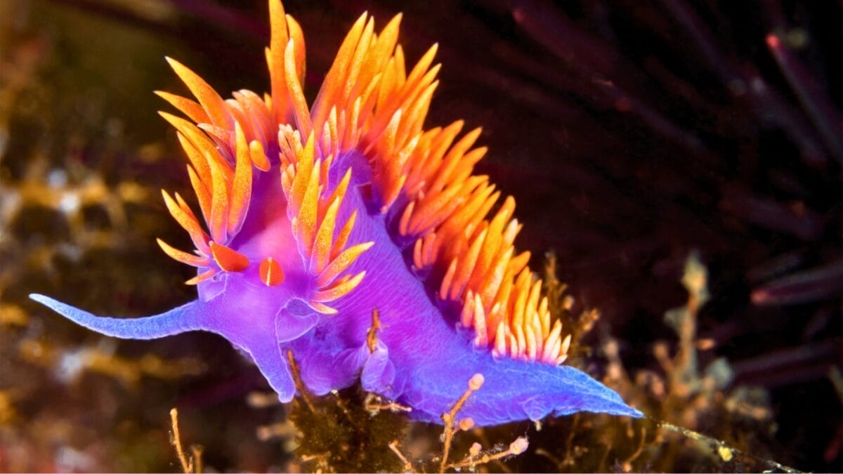 12 Creatures So Colorful They Look Like Living Rainbows 5 12 Creatures So Colorful They Look Like Living Rainbows - Nudibranch ss1855846123