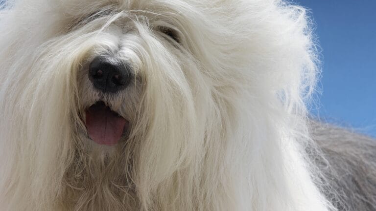 From Hidden Eyes to Tail-less Births: 9 Little-Known Things About Old English Sheepdogs - Old English Sheepdog ss146602334