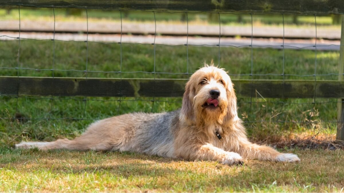 25 Dog Breeds for Those Who Love the Weird & Wonderful - Otterhound ss682069654